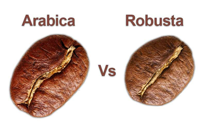 Arabica và Robusta là hai giống cà phê phổ biến